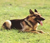 Adestramento de cães em Pindamonhangaba