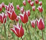 Floricultura em Pindamonhangaba